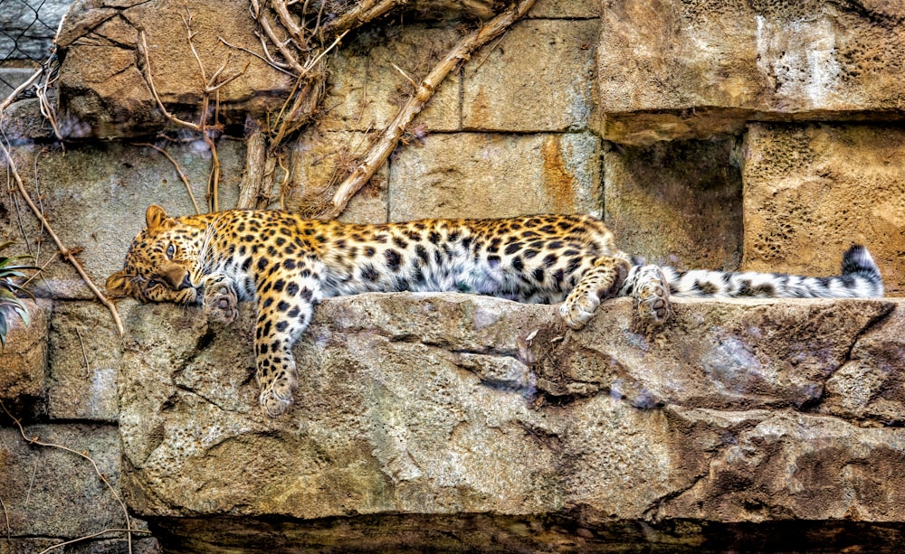 a leopard laying on top of a rock wall