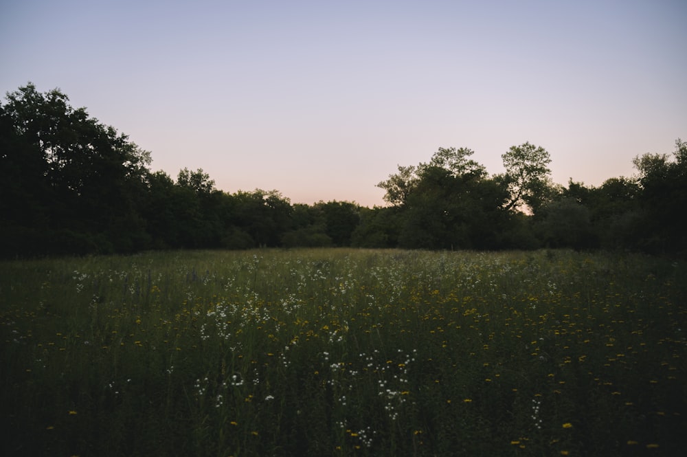 a grassy field with trees in the background