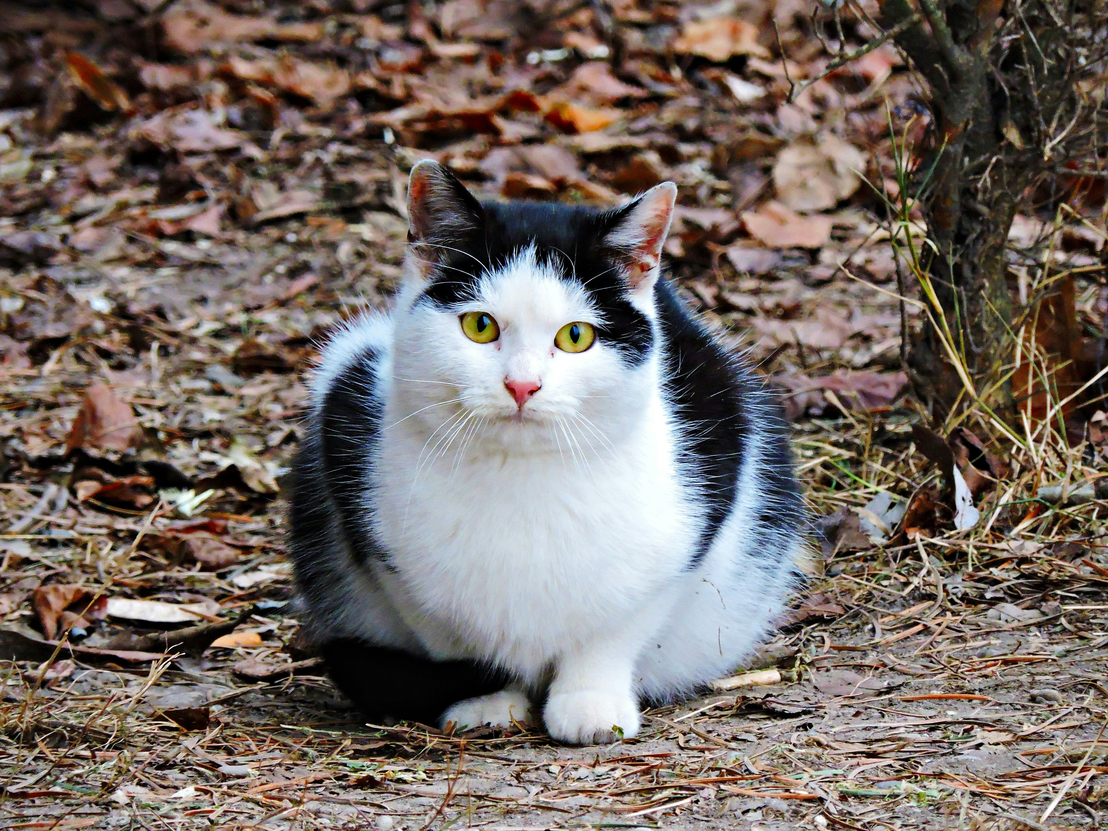 A black and white cat sitting on the ground photo – Free Cat Image on ...
