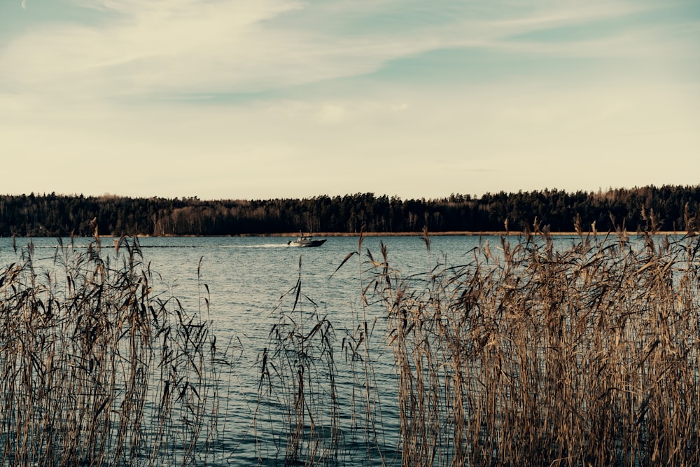 a boat on a lake surrounded by tall grass