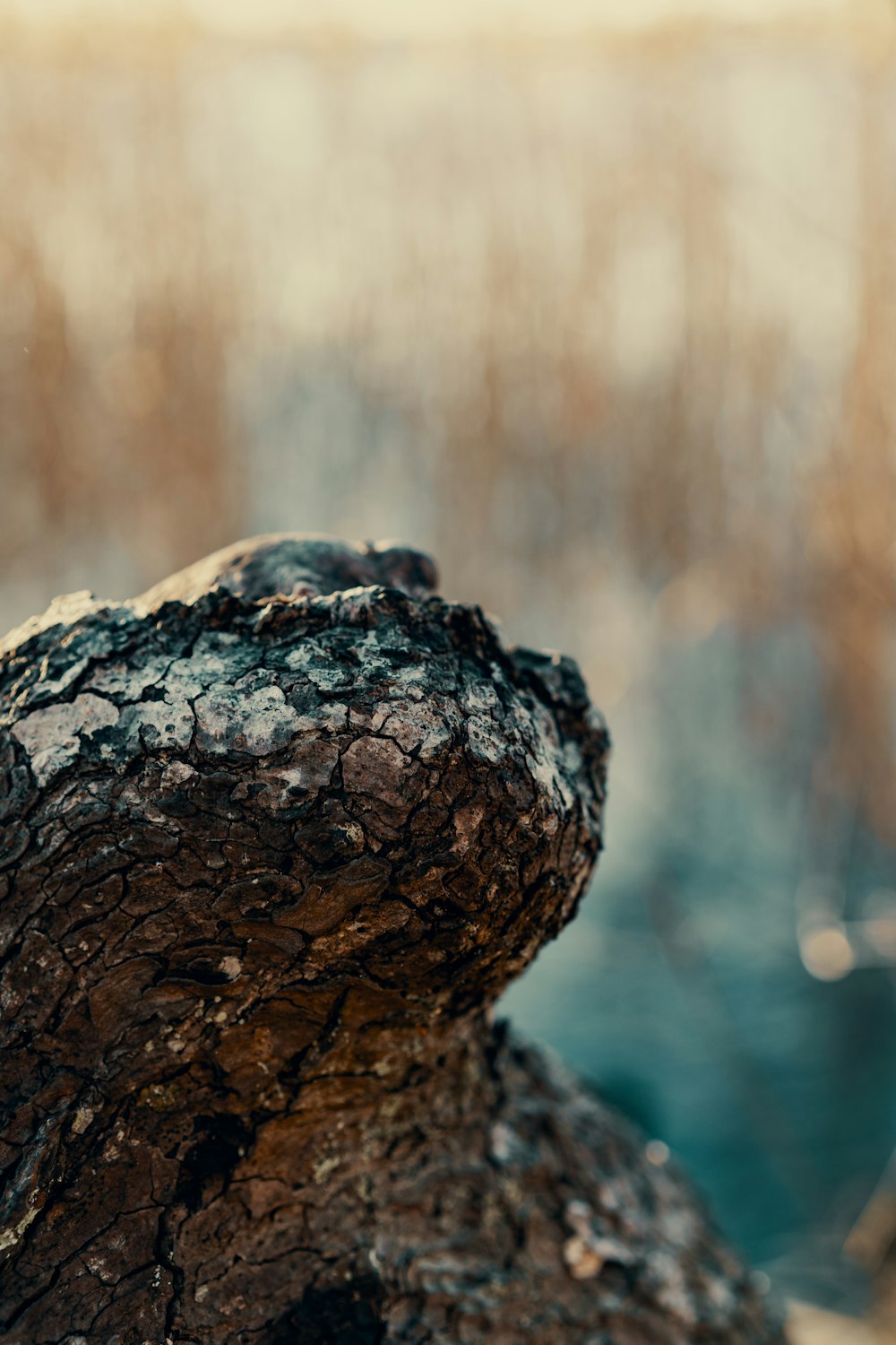 a close up of a tree trunk with a blurry background