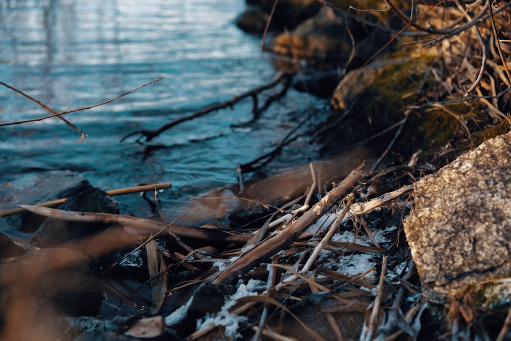 a stream of water running through a forest