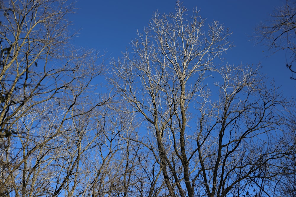 a clear blue sky is seen through some bare trees