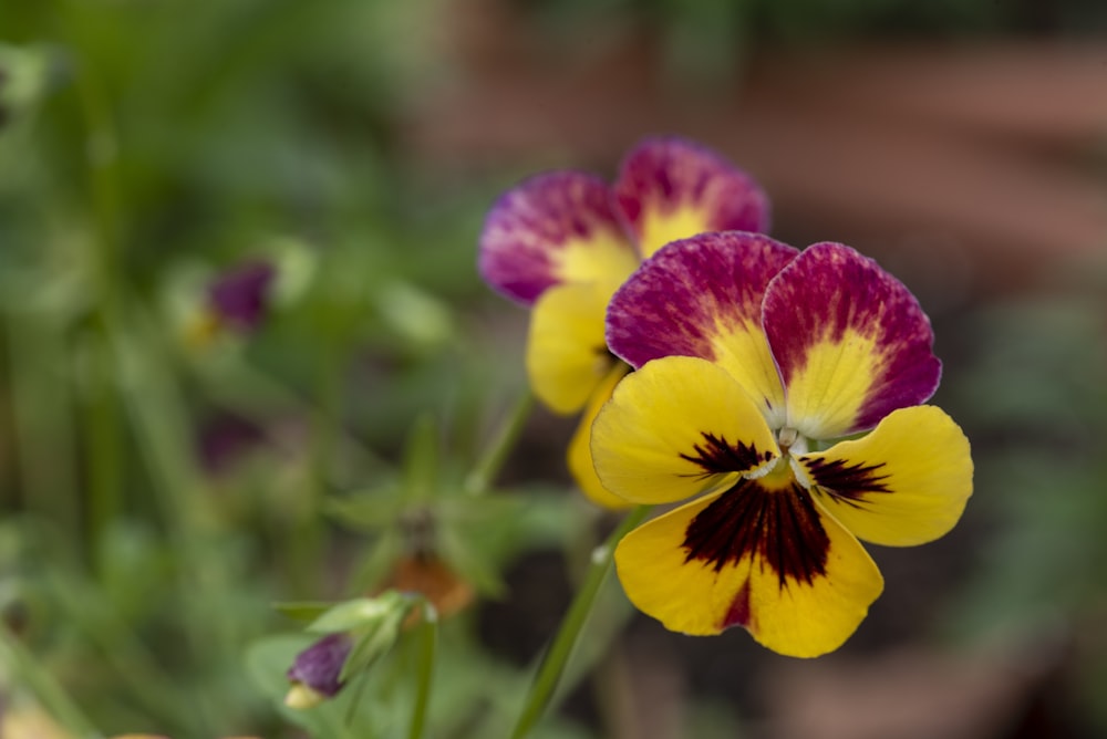 a close up of a purple and yellow flower