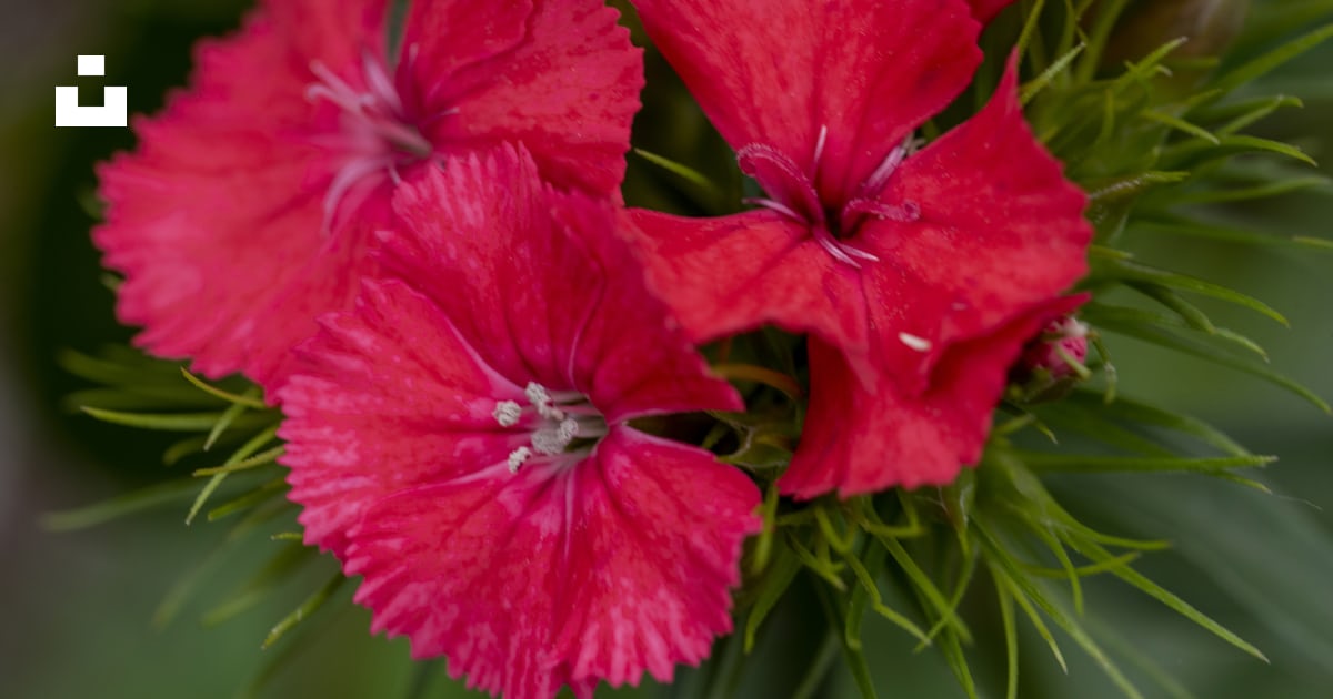 Gros plan d’un bouquet de fleurs rouges photo – Photo Plante Gratuite ...