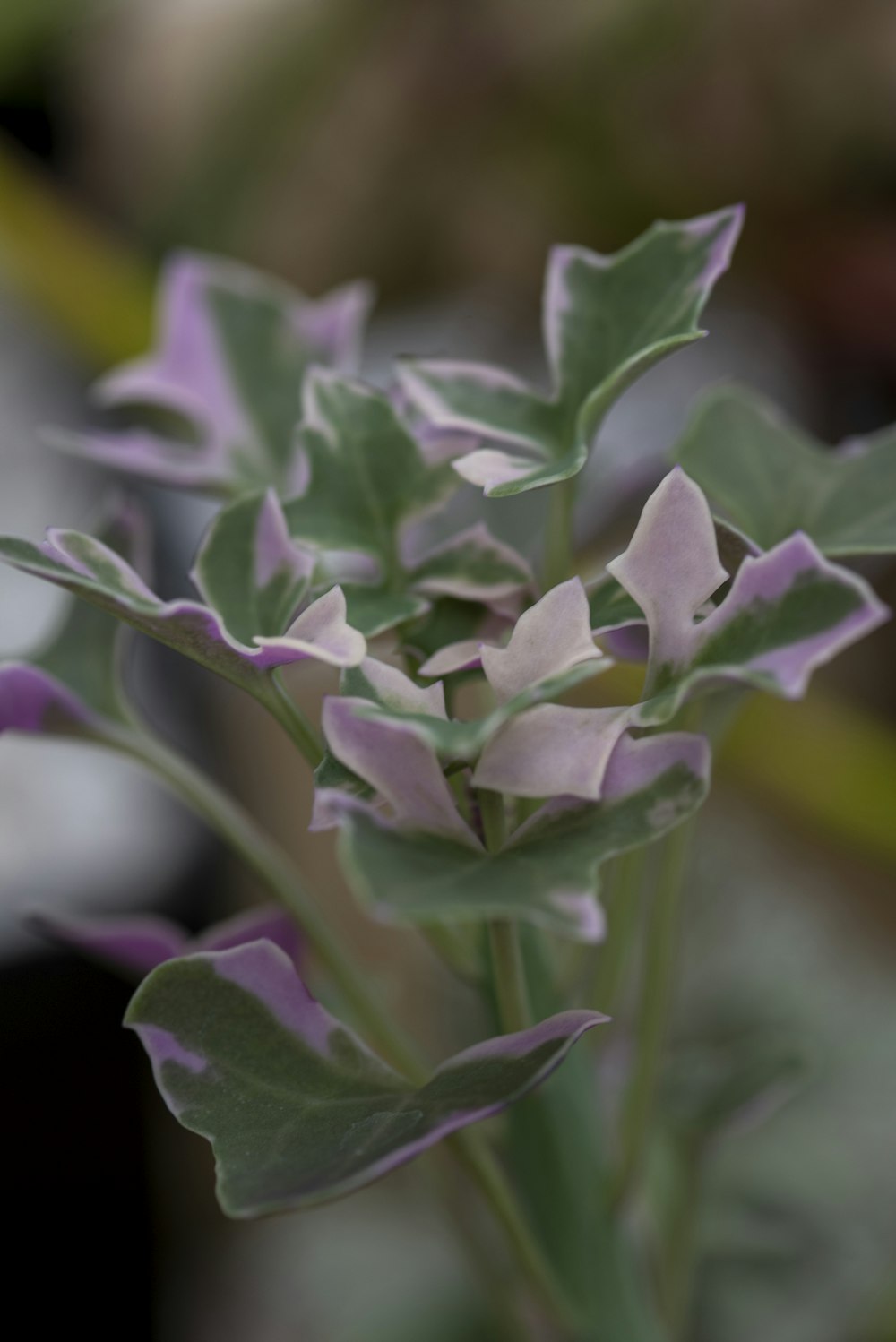 a close up of a purple flower with green leaves