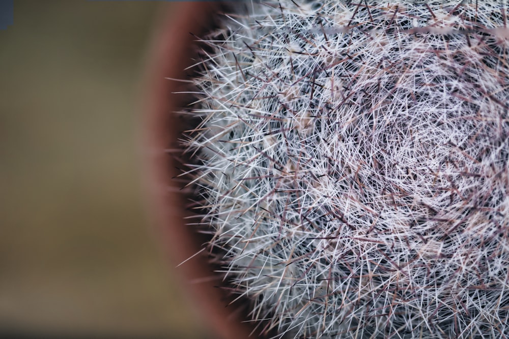 um close up de uma planta em vaso com muitas agulhas