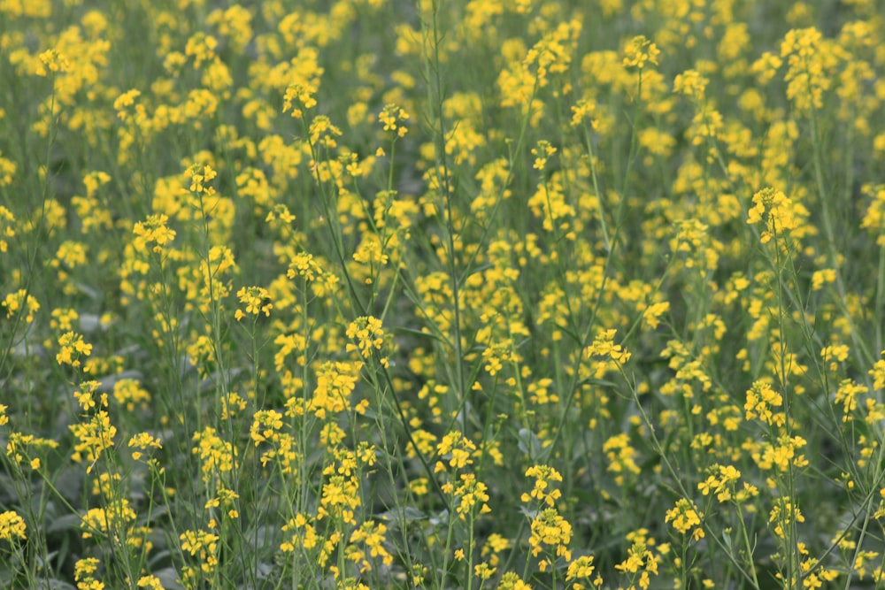 Un champ plein de fleurs jaunes et d’herbe verte
