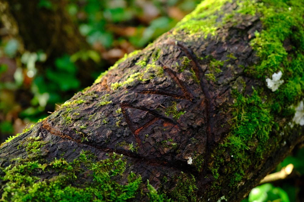 a close up of a moss covered tree trunk