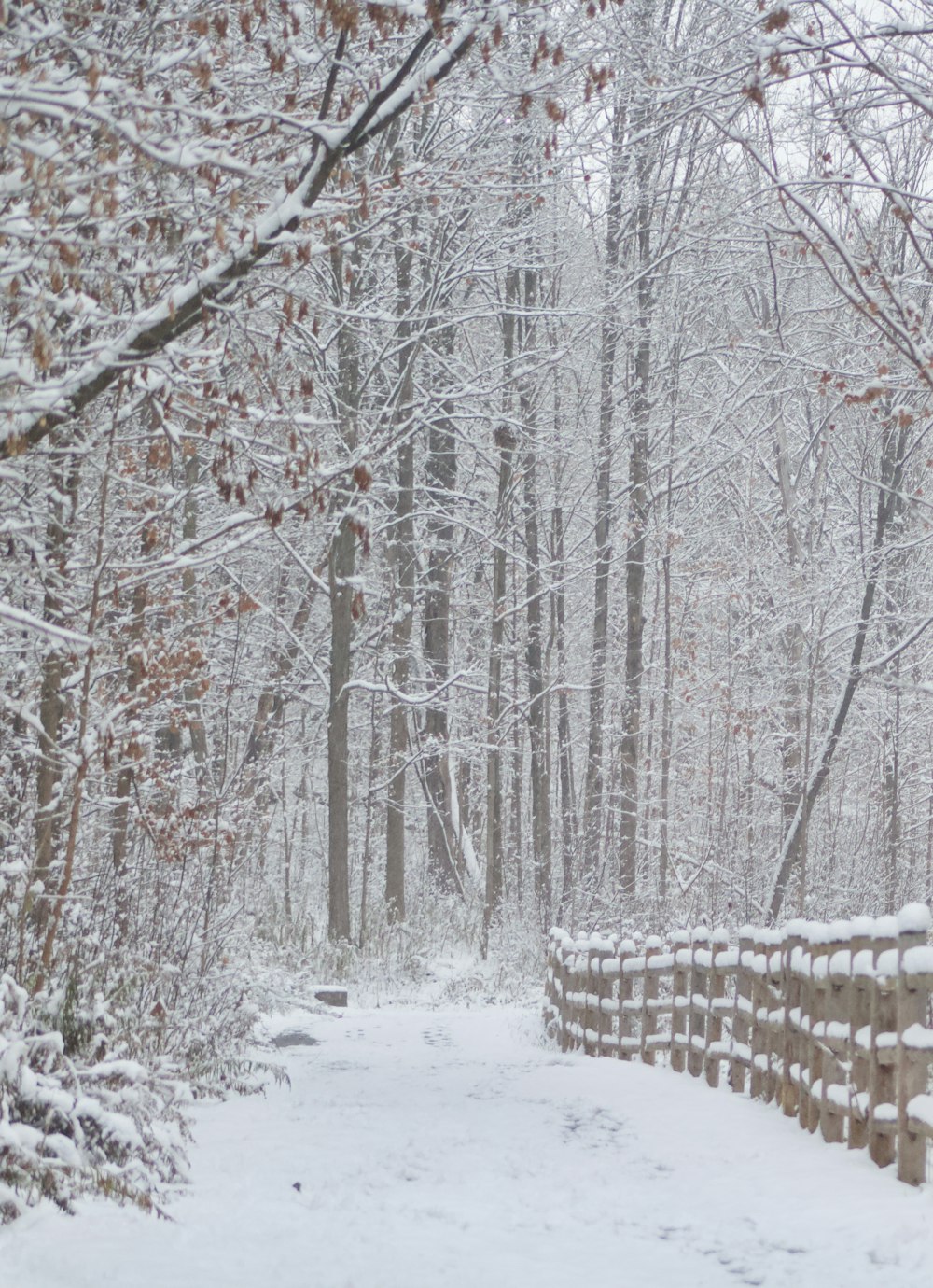 a snowy path in the woods with a wooden fence