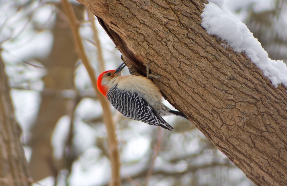 Ein kleiner Vogel sitzt an der Seite eines Baumes