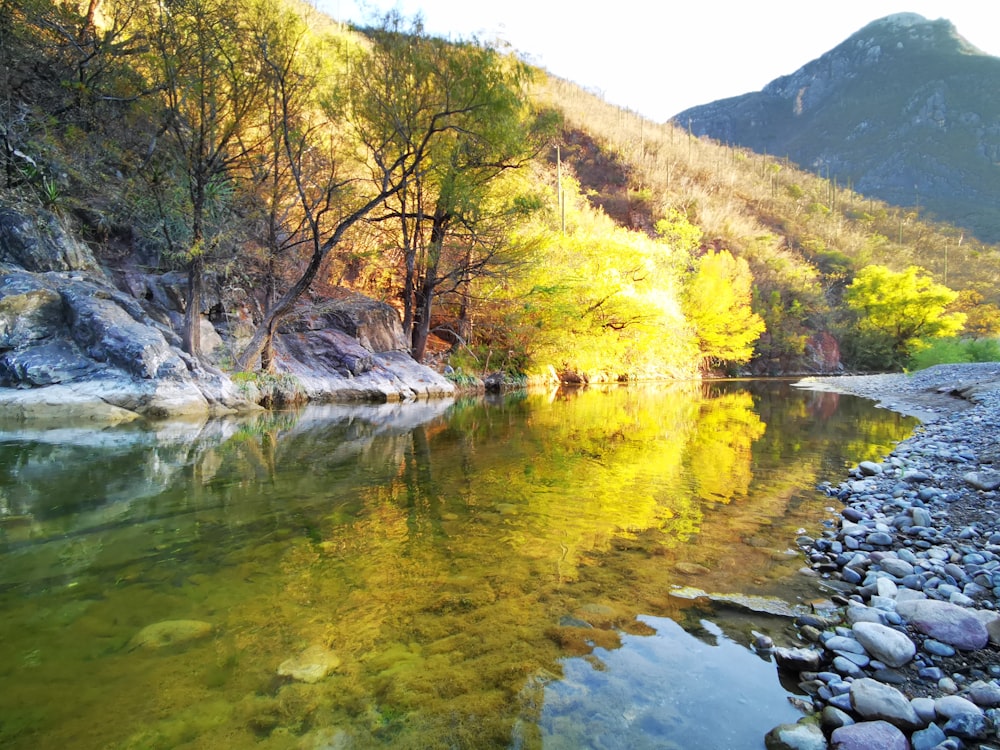 a body of water surrounded by trees and rocks