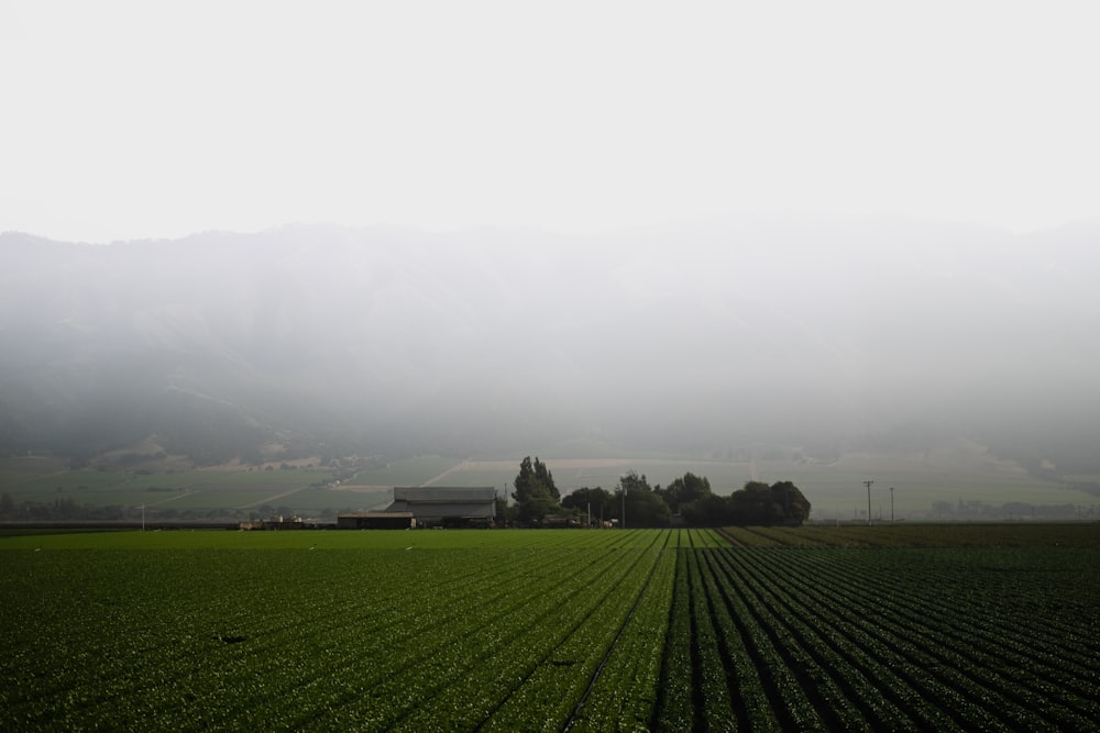 a foggy field with a farm in the distance