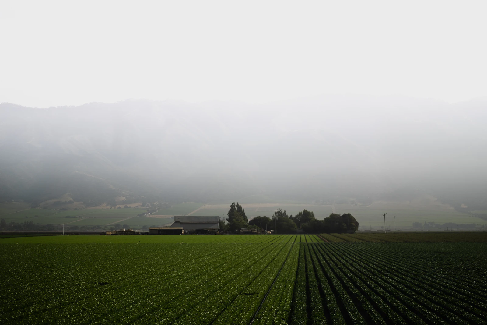 A farm field under low morning fog.