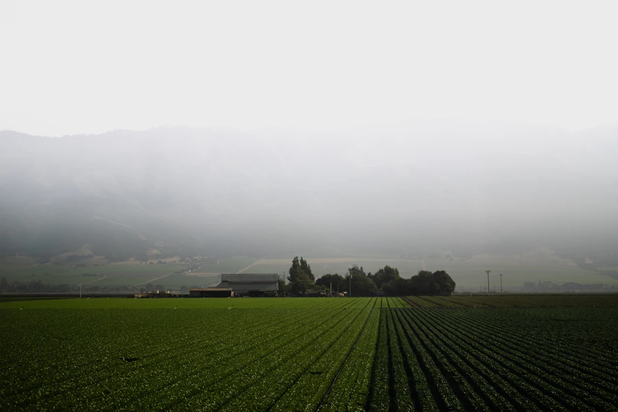 Foggy field with a farm in the distance