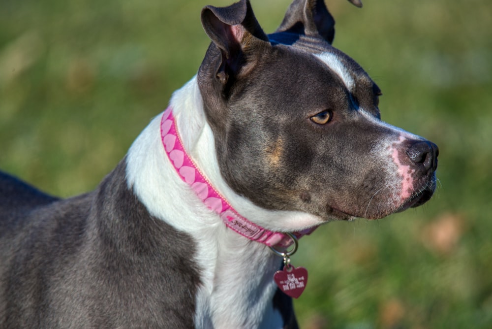 a black and white dog with a pink collar