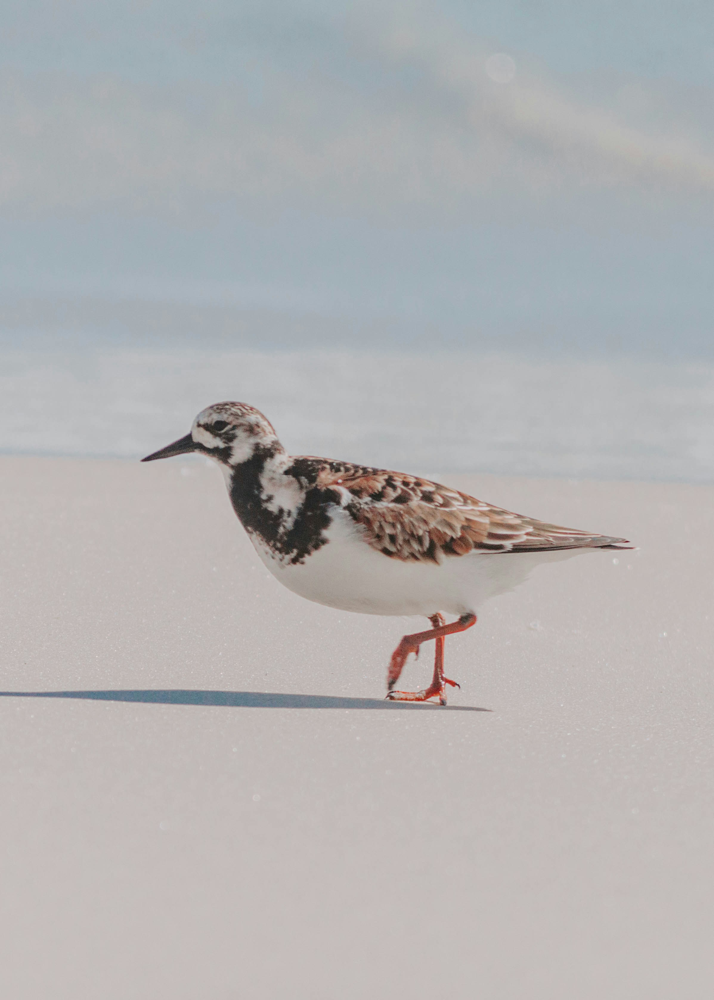 a small bird standing on top of a sandy beach