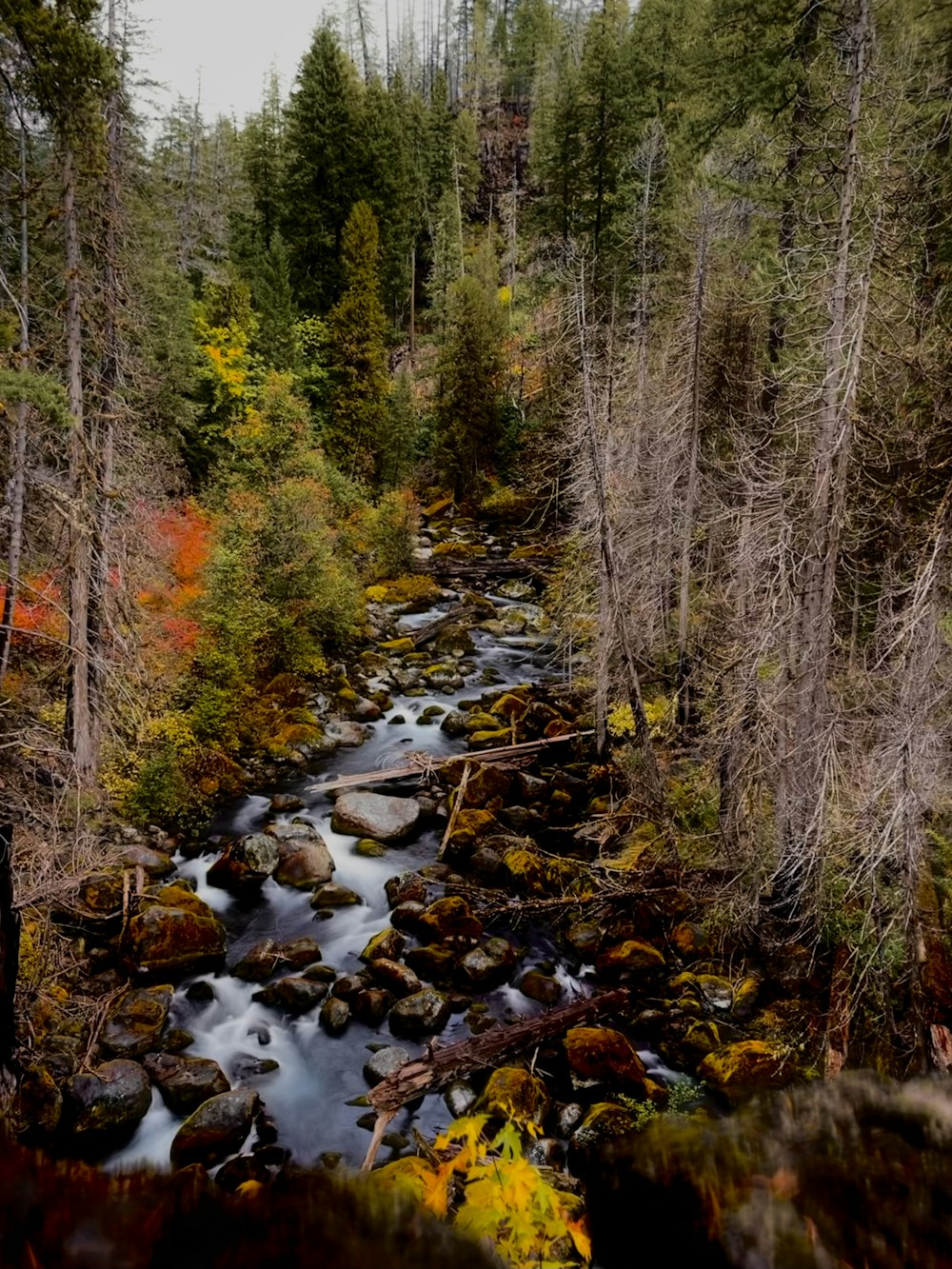 a stream running through a forest filled with lots of trees