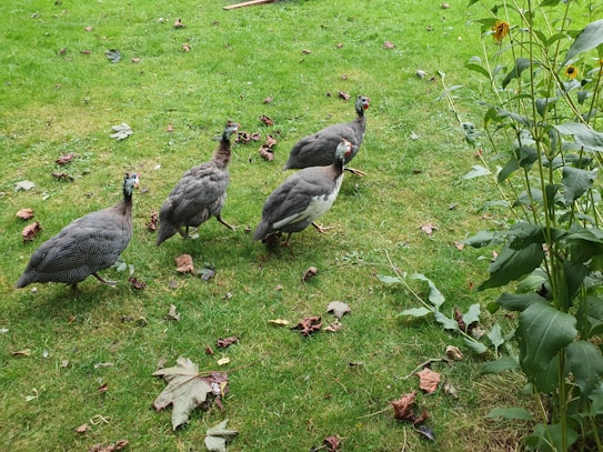 Four guinea fowl are walking on a grassy area, surrounded by a few scattered leaves. The grass is lush and green, with some drying leaves lying around. On the right side, there is a cluster of tall green plants with some yellow flowers.