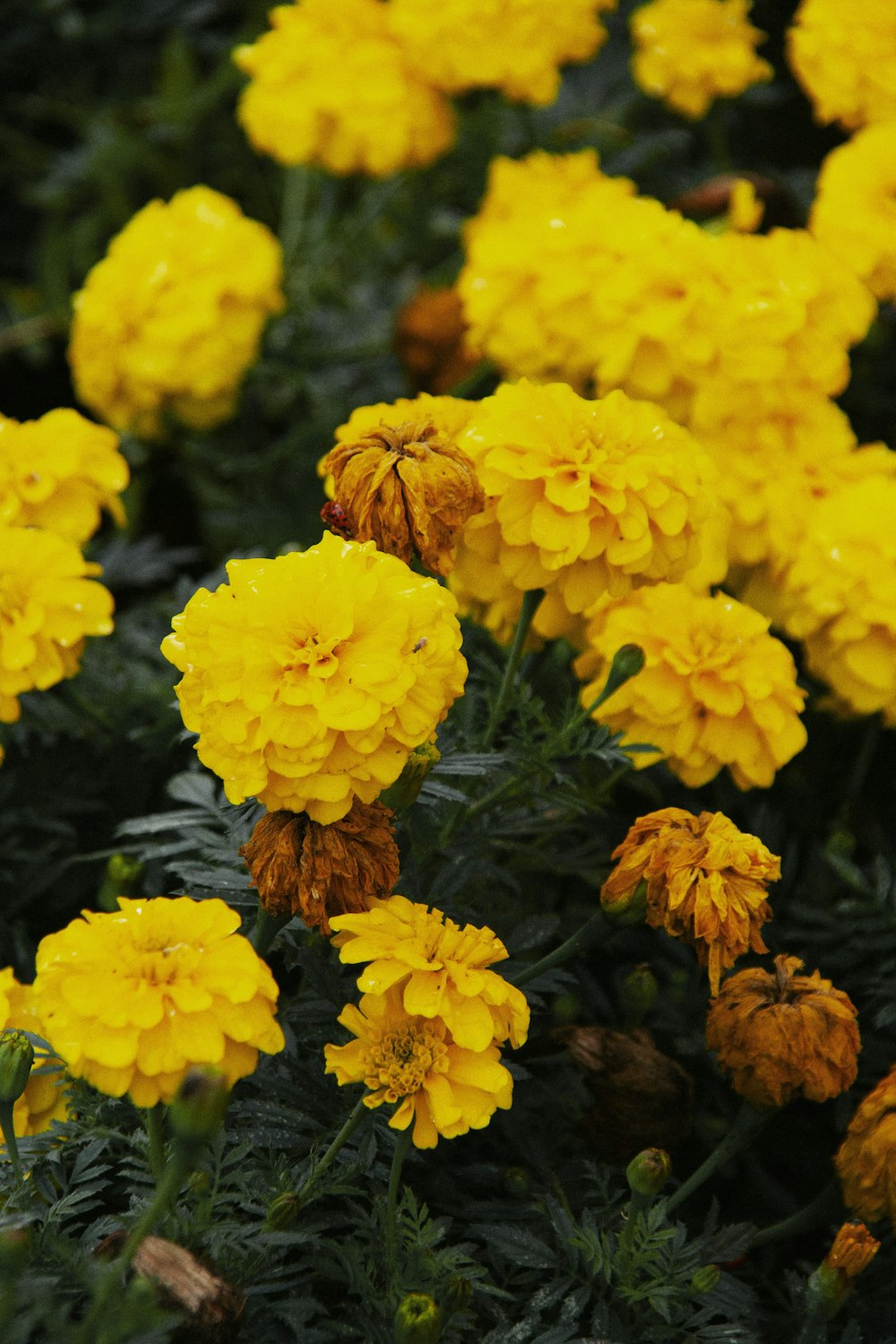 a bunch of yellow flowers that are in the grass