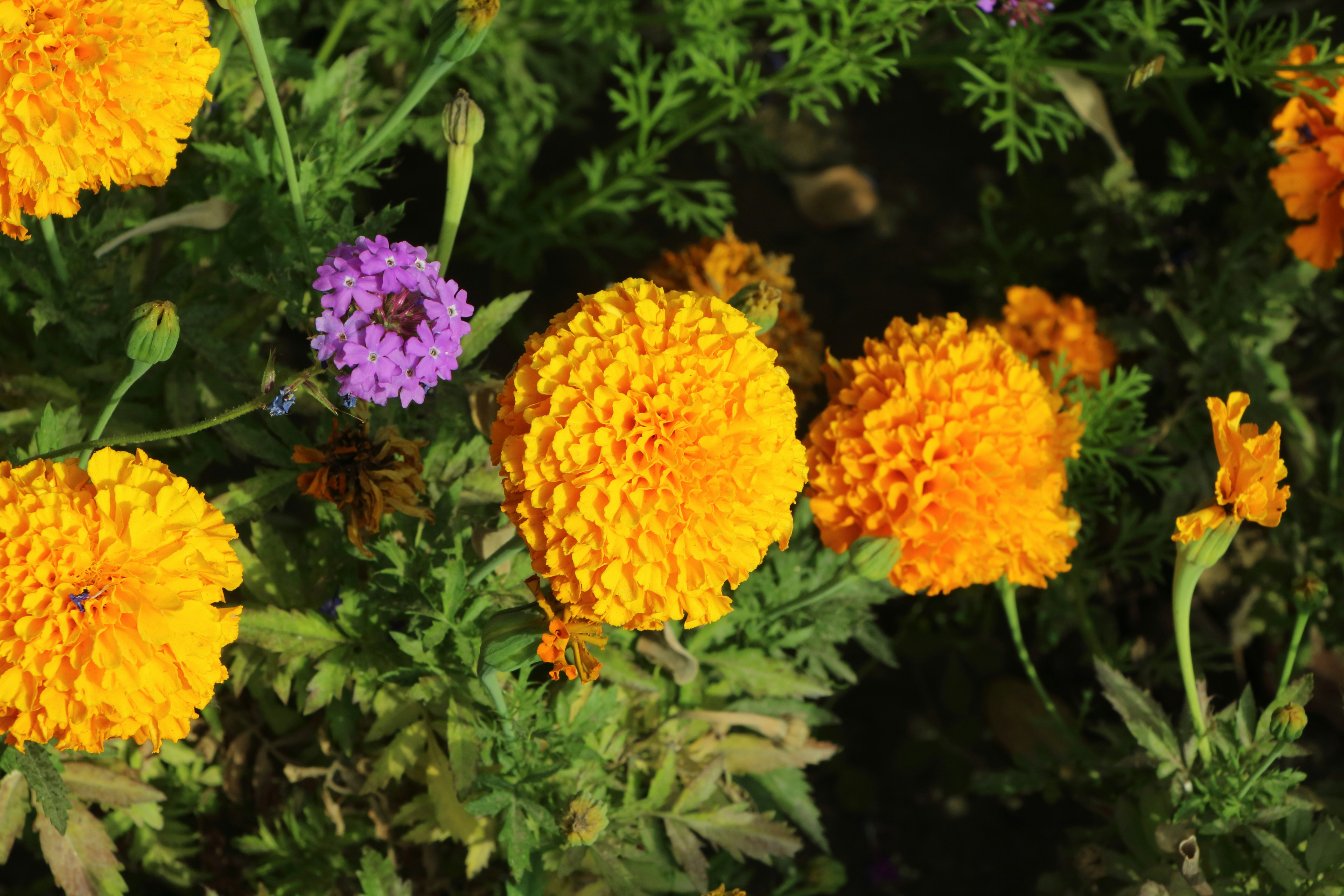 Photo by ayaz_khan1081