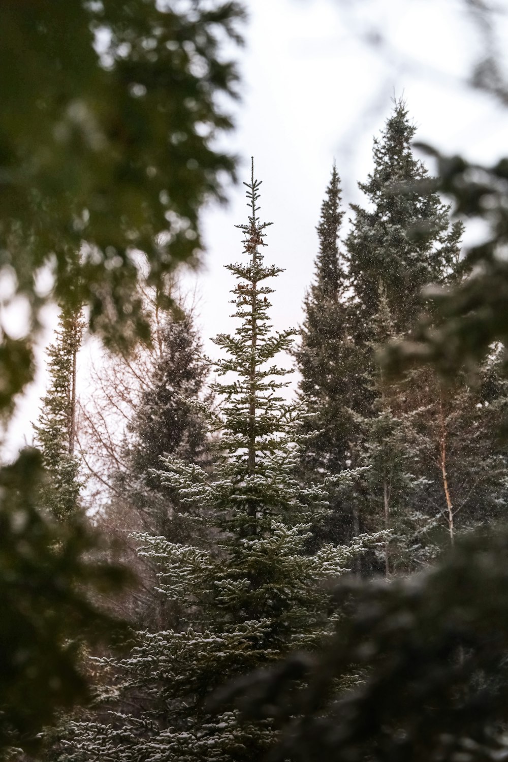 a forest filled with lots of trees covered in snow