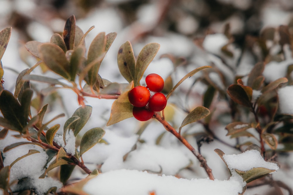 a bush with red berries in the snow