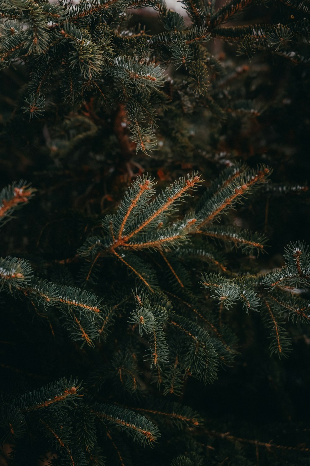 a close up of a pine tree branch