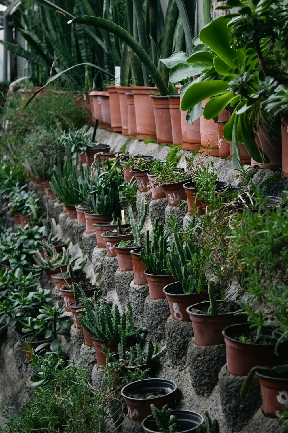 a bunch of potted plants are lined up on a wall
