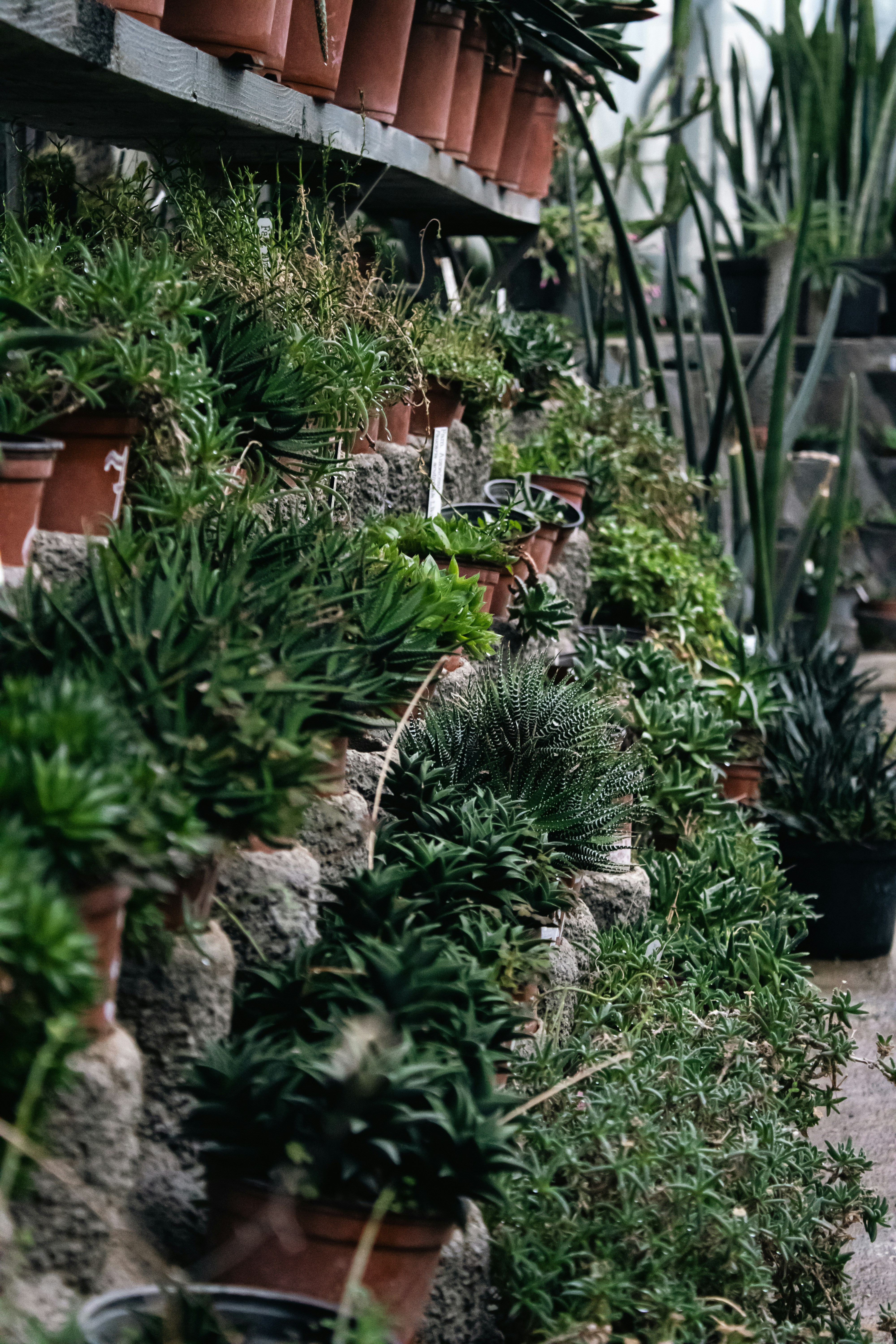 a row of potted plants in a greenhouse