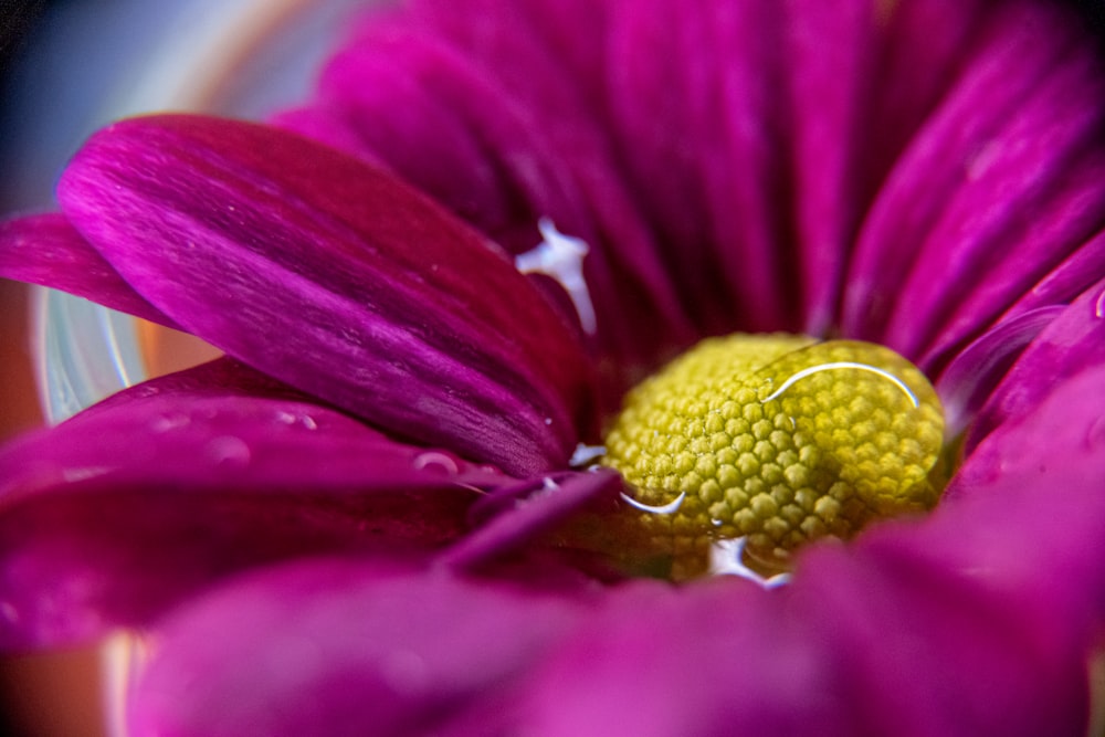 a close up of a purple flower with water droplets