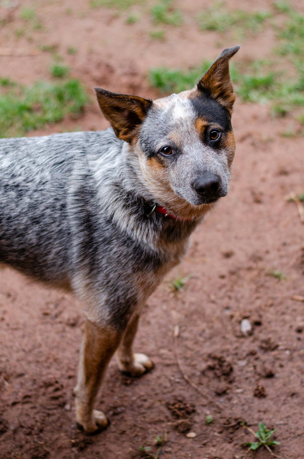 a small dog standing on a dirt field