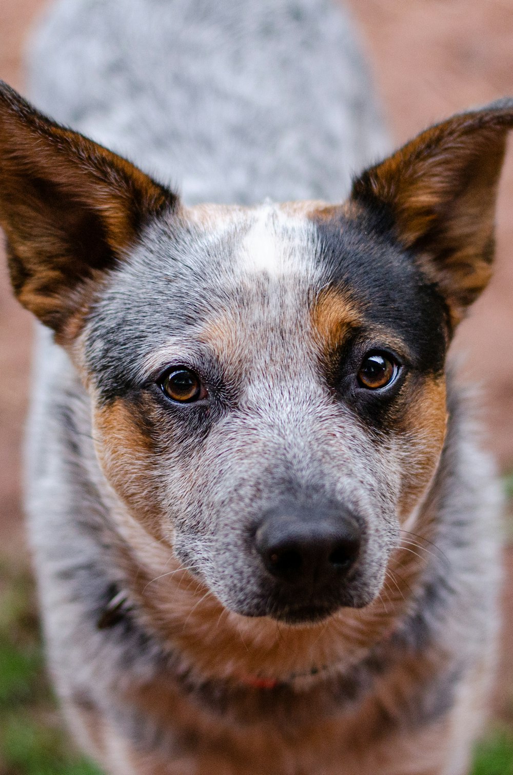 a close up of a dog looking at the camera