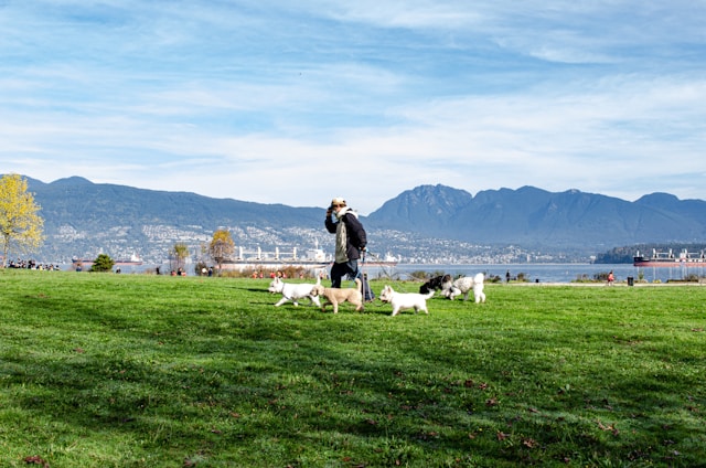 A person walking multiple dogs on a vast green lawn in a park with a scenic view of mountains and a body of water in the background. The sky is clear with a few clouds, and other visitors are visible in the distance along the waterfront.