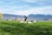 A person walking multiple dogs on a vast green lawn in a park with a scenic view of mountains and a body of water in the background. The sky is clear with a few clouds, and other visitors are visible in the distance along the waterfront.