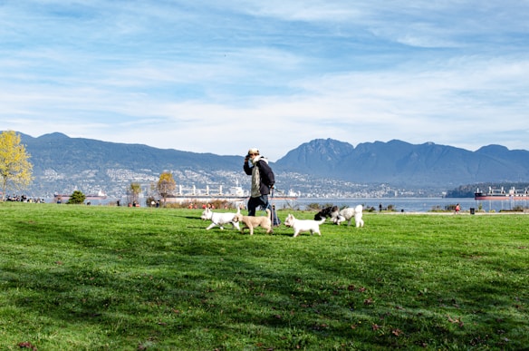 A person walking multiple dogs on a vast green lawn in a park with a scenic view of mountains and a body of water in the background. The sky is clear with a few clouds, and other visitors are visible in the distance along the waterfront.