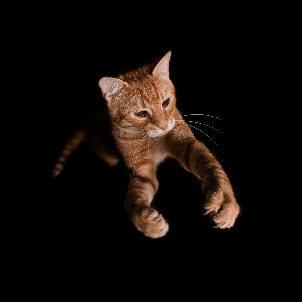 an orange tabby cat stretching in the dark