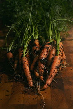 Close-up of freshly harvested carrots with green tops in a rustic wooden crate