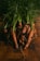 Several freshly harvested carrots with leafy tops are lying on a wooden surface, covered in soil. The scene suggests freshness and natural production.