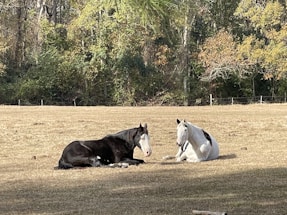 A peaceful horse and dog resting together in a sunlit meadow.