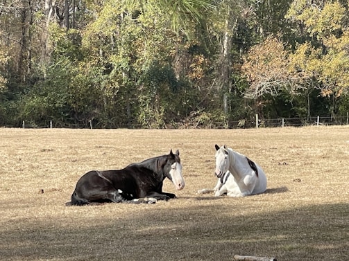 A peaceful horse and dog resting together in a sunlit meadow.