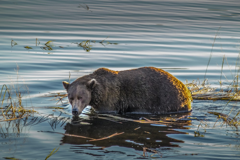a bear in the water with a stick in it's mouth