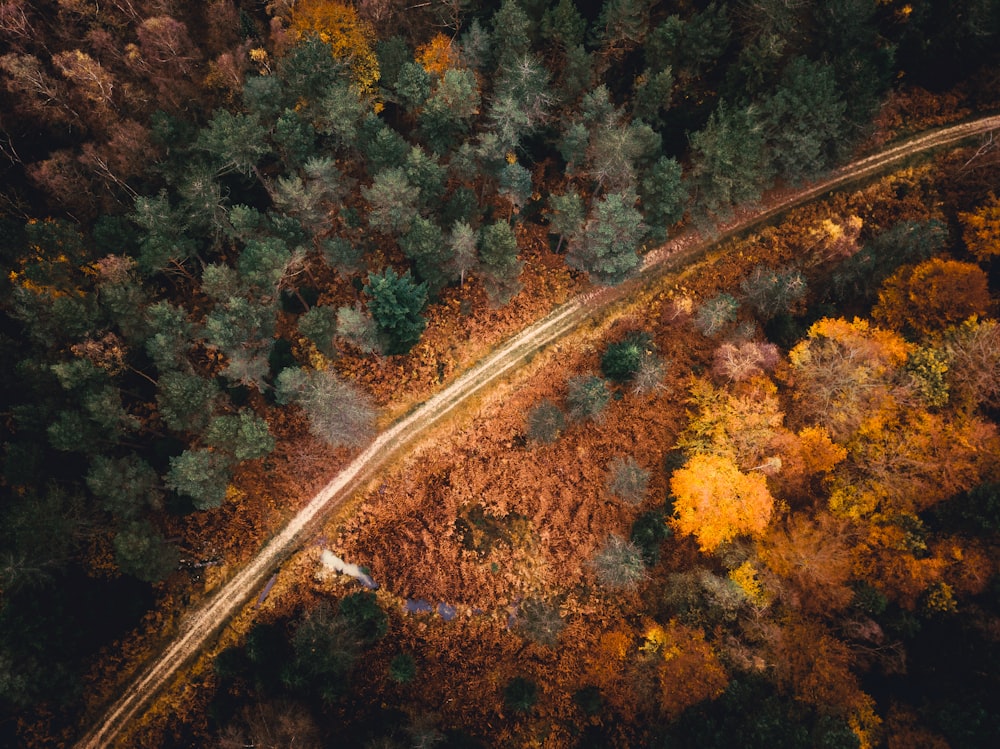 an aerial view of a road surrounded by trees