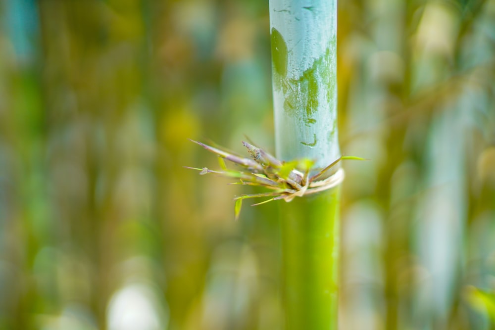 a close up of a bamboo stalk with a bug crawling on it