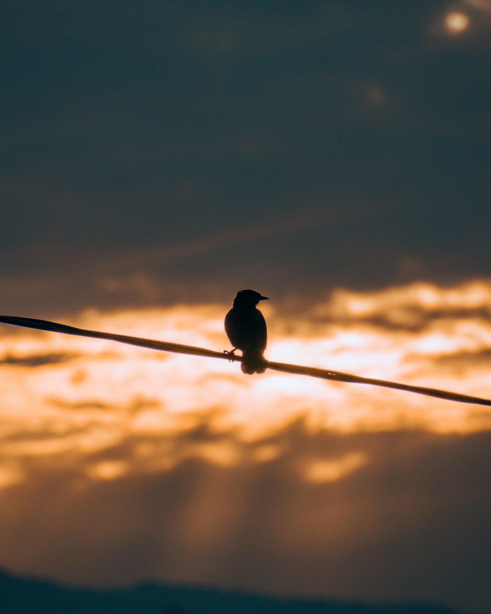 a bird sitting on a wire with the sun in the background