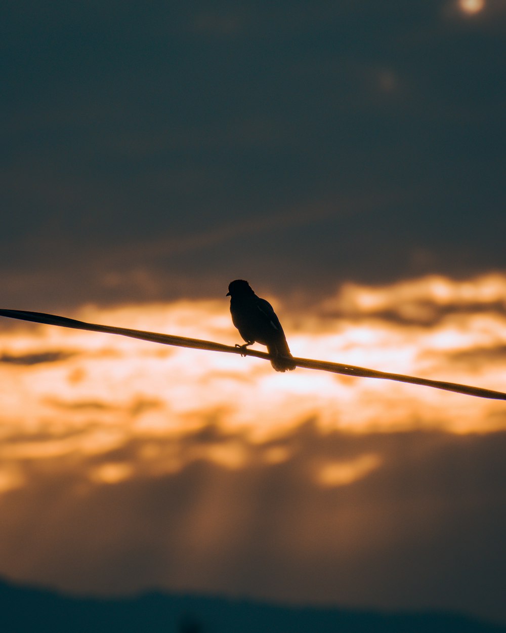 a bird sitting on a wire with a sunset in the background
