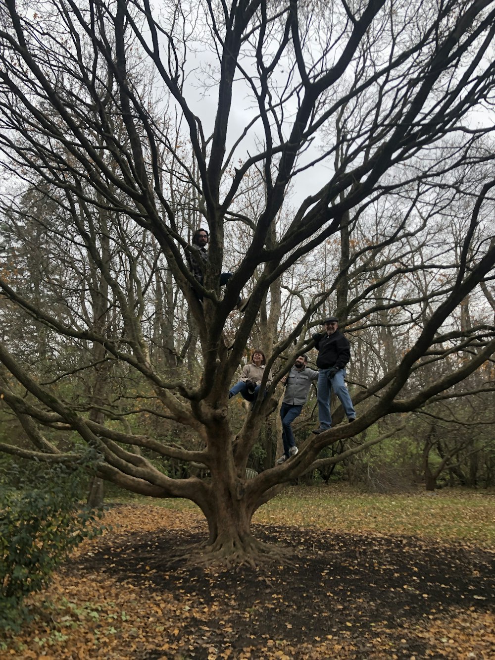a group of people climbing up a tree
