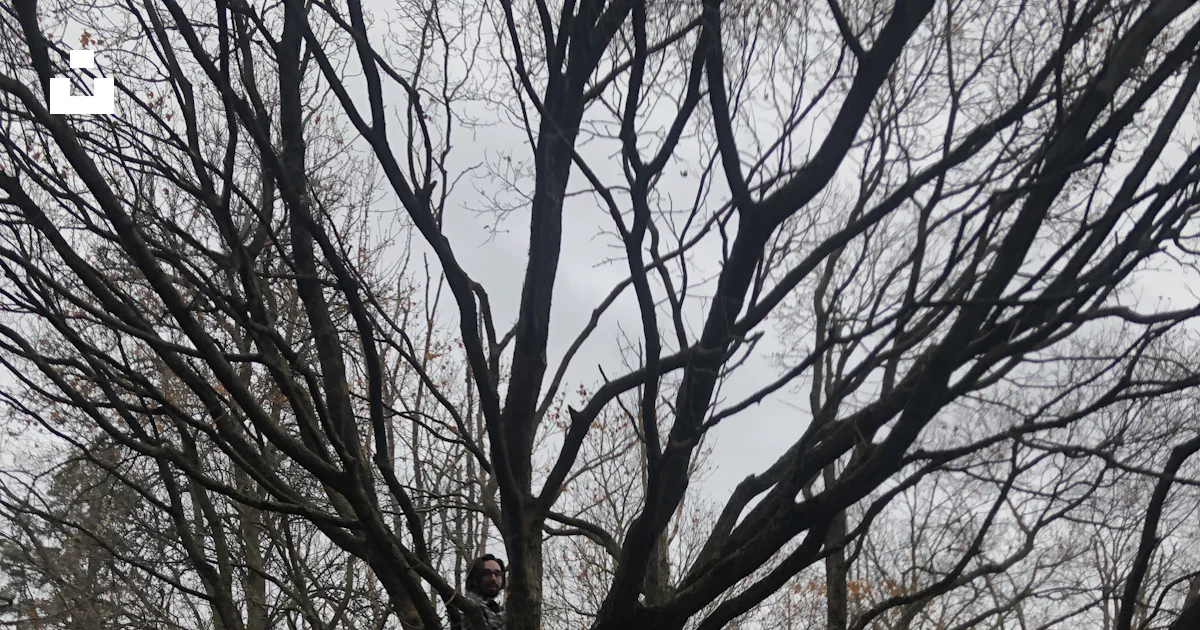 Person Up Tree A group of people climbing up a tree photo – Free Fort wayne Image on ...