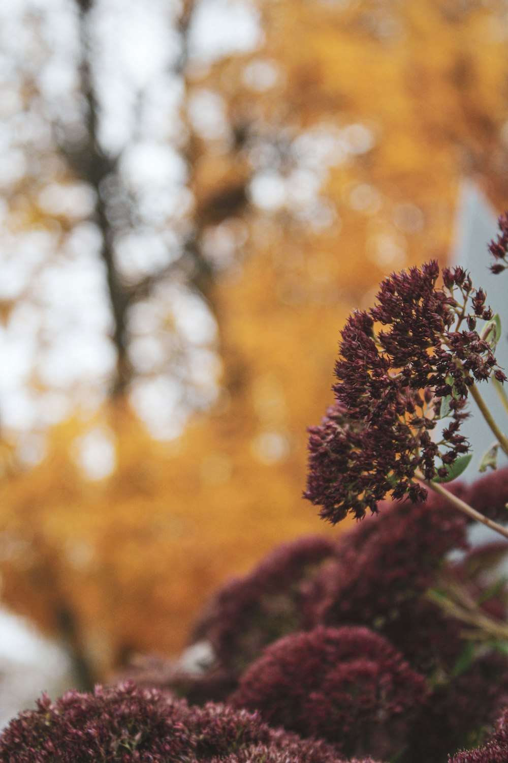 un bouquet de fleurs violettes assis sur une table