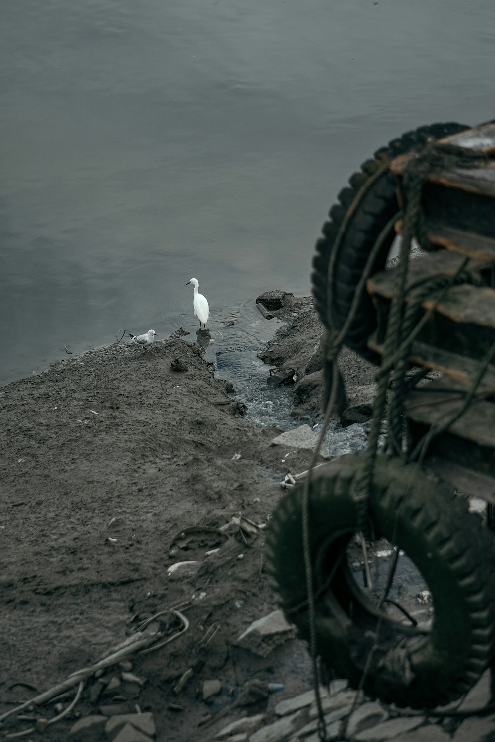 a white bird sitting on top of a sandy beach